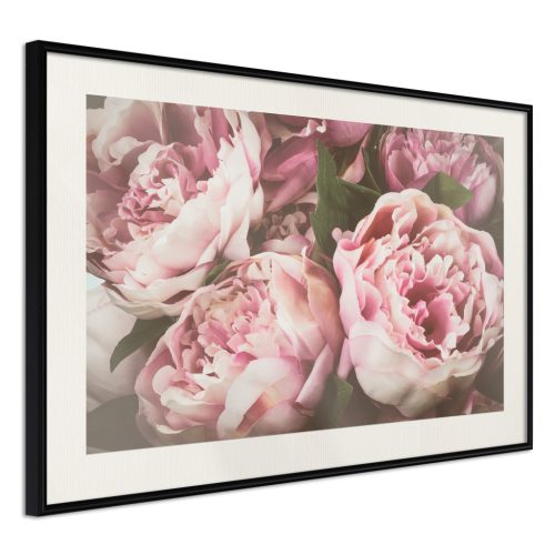 Pink Peonies [Poszter] 45x30 - Plakát