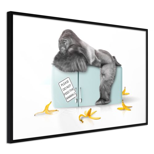 Hungry Gorilla [Poszter] 60x40 - Plakát