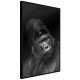 Gorilla [poszter] 40x60 - Plakát