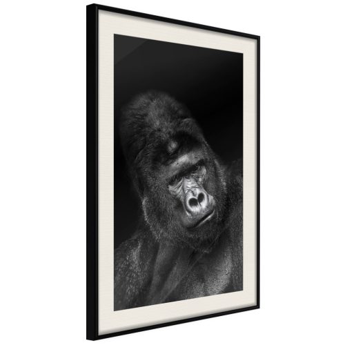 Gorilla [poszter] 40x60 - Plakát