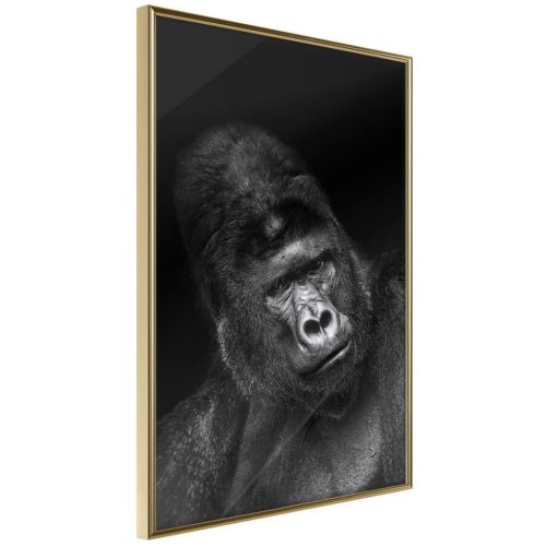 Gorilla [poszter] 40x60 - Plakát