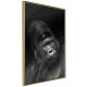 Gorilla [poszter] 40x60 - Plakát