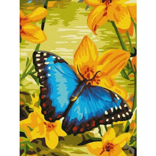 Kék pillangó - Számos kifestő keretre feszítve (30x40 cm)