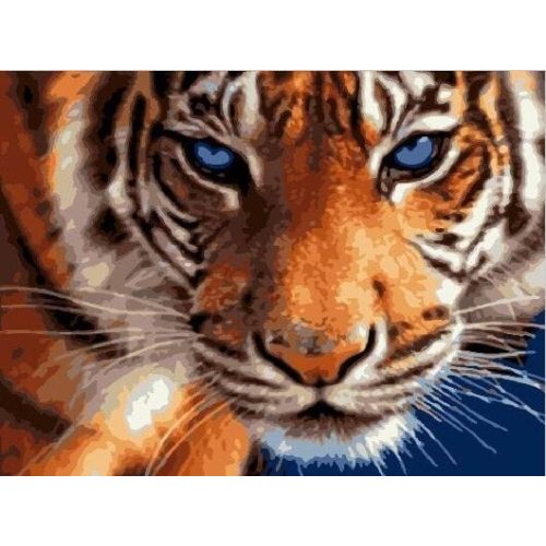 Tigris szemek - Számfestő keretre feszítve (30x40 cm)