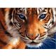 Tigris szemek - számfestő készlet, keretre feszítve ( 30x40 cm )