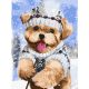Terrier a hóban - Számos kifestő keretre feszítve (30x40 cm)