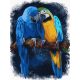 Színes papagájok - számfestő készlet, keretre feszítve ( 30x40 cm )