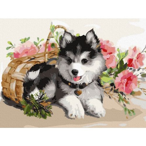 Husky kölyökkutya - Számos kifestő keretre feszítve (30x40 cm)
