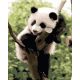 Panda - Számos kifestő keretre feszítve (40x50 cm)