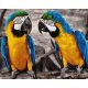 Brazil papagájok - Számfestő keretre feszítve (40x50 cm)
