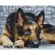 Kutya hűség - Számos kifestő keretre feszítve (40x50 cm)