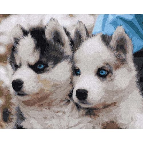 Édes husky - Számos kifestő keretre feszítve (40x50 cm)