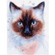 Sziámi macska - számfestő készlet, keretre feszítve ( 40x50 cm )