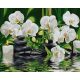 Vízi Orchideák - Számos kifestő keretre feszítve (40x50 cm)