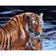 Tigris és víz - Számfestő keretre feszítve (40x50 cm)