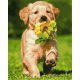 Kutya virággal - számfestő készlet, keretre feszítve ( 40x50 cm )