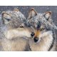 Szerelem a farkasok között - Számfestő keretre feszítve (40x50 cm)