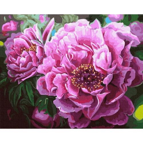 Virágzó rózsák - számfestő készlet, keretre feszítve ( 40x50 cm )