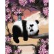 Panda mackó álmodik - Számos kifestő keretre feszítve (40x50 cm)