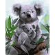 Koala - Számfestő keretre feszítve (40x50 cm)