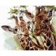 Zsiráfok - Számos kifestő keretre feszítve (40x50 cm)