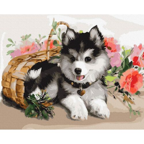 Husky kölykök - Számos kifestő keretre feszítve (40x50 cm)