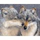 Szerelem a farkasok között - Számos kifestő keretre feszítve (50x65 cm)